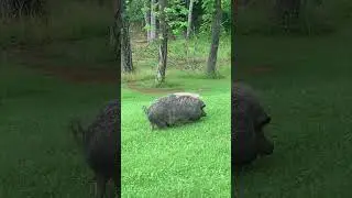 Matilda. Potbelly pig climbing hill#petpig #climbing