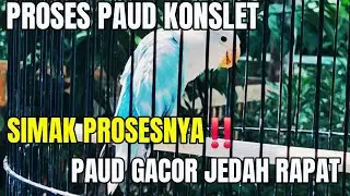 Proses lovebird paud konslet gacor jedah rapat‼️