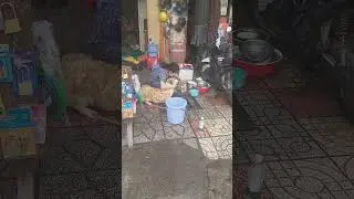 Mycie Psa - Vietnam/Washing the Dog - Vietnam