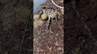 Trapdoor Spiders in action!