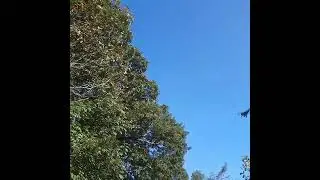 #asmr walking under trees on gravel road