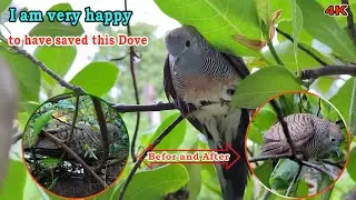 Helping the Dove to safe place #nature #wildlife ild #macrolife #food #health #beautiful #shorts