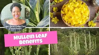 Healing Fibroids Naturally With Mullein Leaf