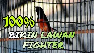 Suara kicau murai batu gacor | pancingan suara murai batu bongkar isian