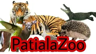 //  PATIALA ZOO // ANIMALS