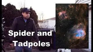A Spider and Tadpoles Captured With the RASA