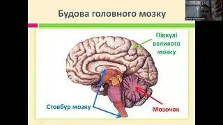 Головний мозок стовбур мозку, мозочок