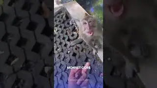 Monkey core #monkeyvideo