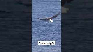 Орел с герба #белыйорел #eagle #baldeagle #белоголовыйорлан