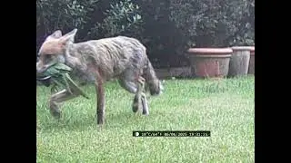 Bird Chatter after a fox catches a Parrot in Surrey Garden #foxes #foxnews #urbanfox #parrot #fox