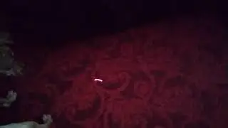 ето мая собака?!