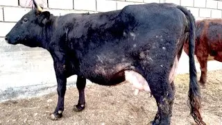 3 Моли Шири ЭЛИТА аз Дехкон Бобо арзон ва гарантия 
