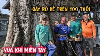 Vua khỉ cưa cây Bồ Đề Khủng trên 100 tuổi ở tại Lai Vung, Đồng Tháp.