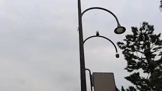 Multifunctional Smart Street Light Pole Intelligent Road Light Post