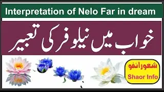 Interpretation of Nelo Far in dream Shaor Info | Khwab mein Nelo Far Dekhna | خواب میں نیلوفر دیکھنا