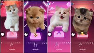 Tiles Hop EDM Rush - Симпатичные оранжевые коты против милых котов с полными оранжевыми плитками хоп