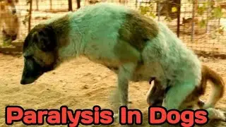 paralysis in dog || symptoms & causes || how to take care of paralysed dog ? ||THE PETVISION