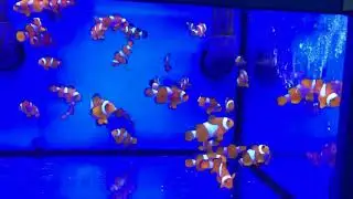 NEMO Pesce pagliaccio (amphiprion ocellaris)