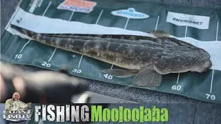 SUNSHINE COAST estuary fishing