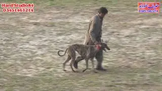 6 Feb 2021 (26to48)dors round 1 phalia club coursing race