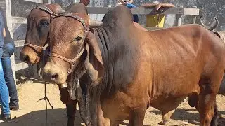 Feira de gado. Só as pareias em Dois Riachos Alagoas 04/02/26#nordeste