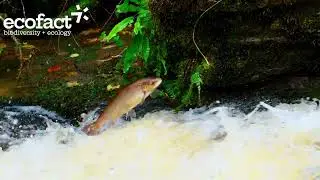Atlantic Salmon in the Mulkear catchment, November 2025