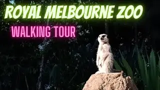 Royal Melbourne Zoo Walking Tour | Melbourne, Australia