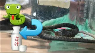 How to catch SNAKE 🐍 to bottle 🐍🍶