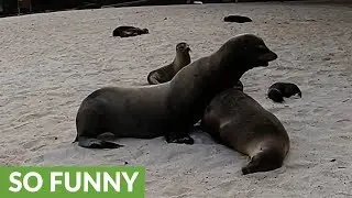 Baby sea lion tries to interrupt parents' cuddling to get milk
