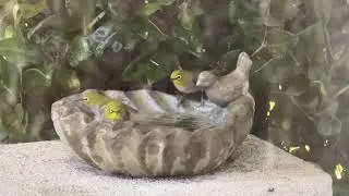 Swinhoe's White-eyes in Bird Bath