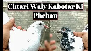 Low Flyer Kabootar Ki Phchan | Hashim Mahmood Pigeons