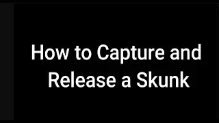 How to Capture and Release a Skunk v2