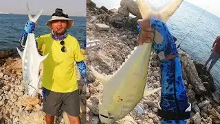فيديو 1 صيد الضلعة بالطعم الحي راس مطبخ الخور queen fish fishing life bait