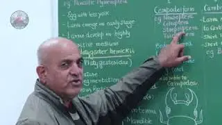 TYPES OF LARVA IN INSECT