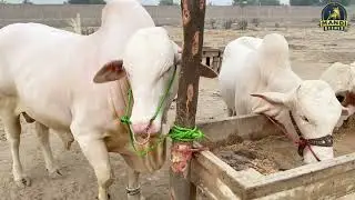Gulabi Collection || Palba Cattle Show || Punjab
