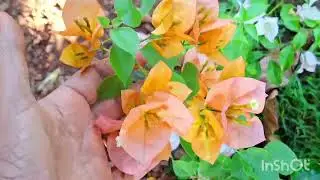 Rare bougainviellea  cover size plant sale video9656868918# plants# flower