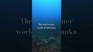 The underwater world of Sri Lanka