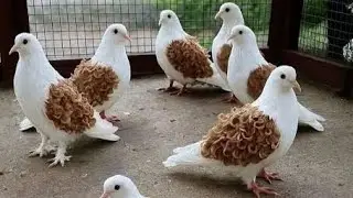 Top Fancy and rare pigeon in india ❤️❤️💯🇮🇳 beautiful full pigeons 🐦🐦#pigeon #subscribe #viralvideo 