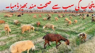 Punjab Most Healthy Sheep&rsquo;s(Dumba) || Beautiful Sheep&rsquo;s
