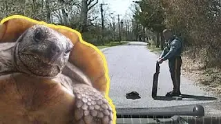 Fiesty snapping turtle doesn't appreciate cop helping him cross the road