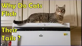 Why Do Cats Flick Their Tails When They Are Sitting Still?