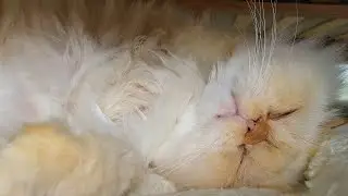 Listen to Fat Boy's cute snoring while he sleeps 💤