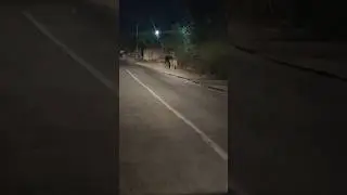 Una Live Lion gujrat 🦁 #lion #viral #dangerous #daring #youtube #shorts #ruhhi_purvi5272  #gujarat
