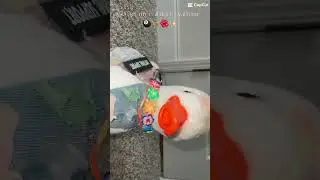 Go get my call ducks with me + I didn&rsquo;t show the baby we got tho