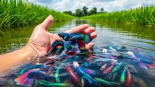Massive Discovery Hand Caught Wild Betta Fish