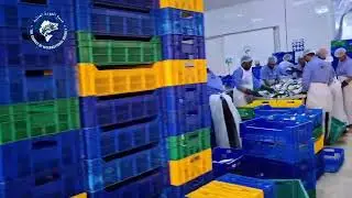 Fresh Fish Cleaning and Packing: The First Step in Quality Seafood