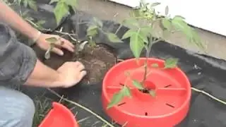Tomato Crater | Gardeners Edge