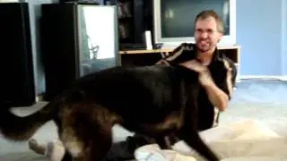The Playful Pooch Bella