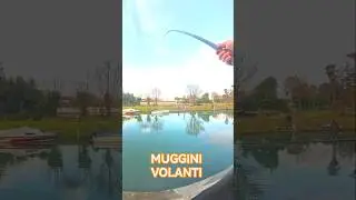 Pesca ai MUGGINI con la canna fissa #fishing