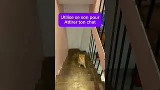Utilise se son pour attirer ton chat ! #cat #chat
